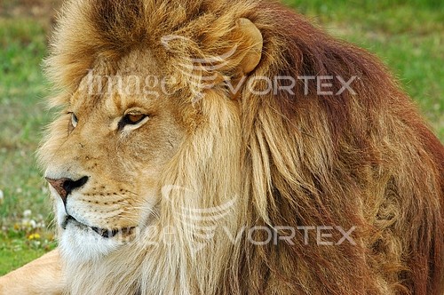 Animal / wildlife royalty free stock image #645886914