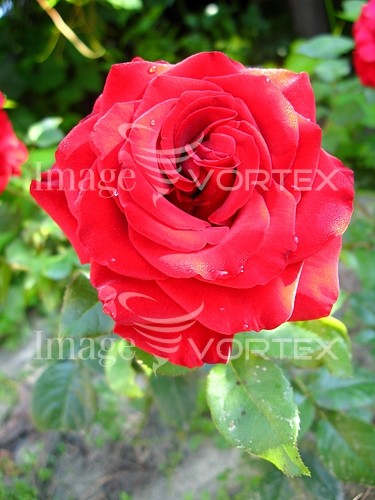 Flower royalty free stock image #647588438