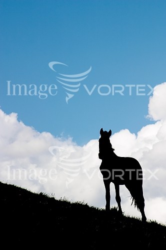 Animal / wildlife royalty free stock image #647625116