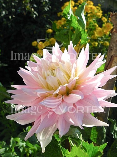 Flower royalty free stock image #647555875