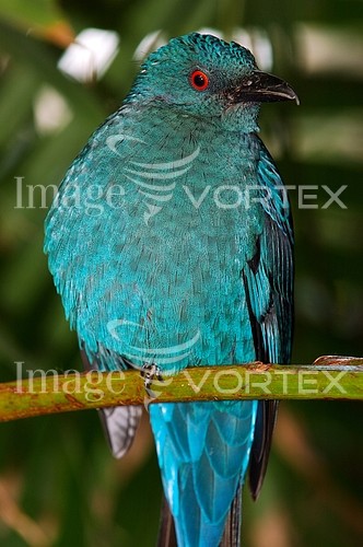 Bird royalty free stock image #650382633