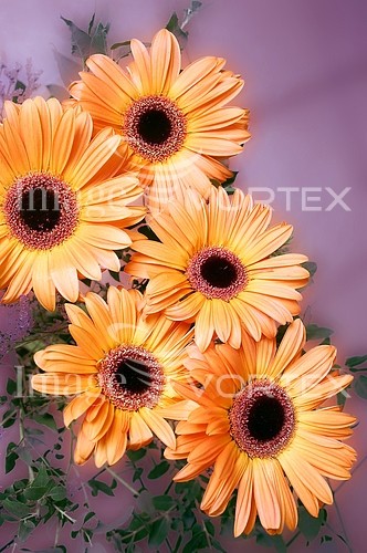 Flower royalty free stock image #653095610