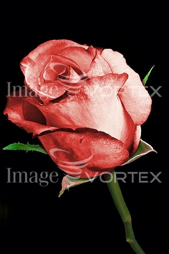 Flower royalty free stock image #654215932