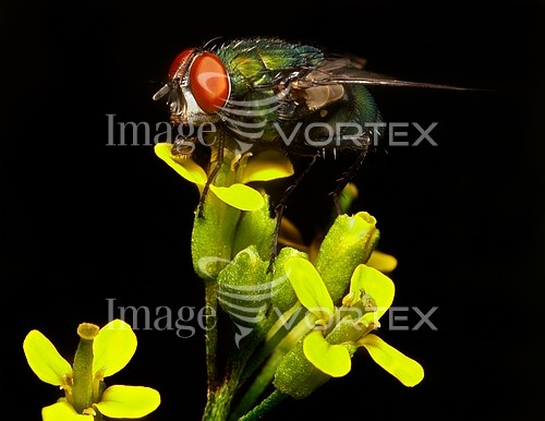 Insect / spider royalty free stock image #659084936