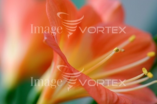 Flower royalty free stock image #662947178