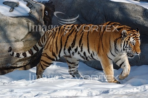 Animal / wildlife royalty free stock image #666587535