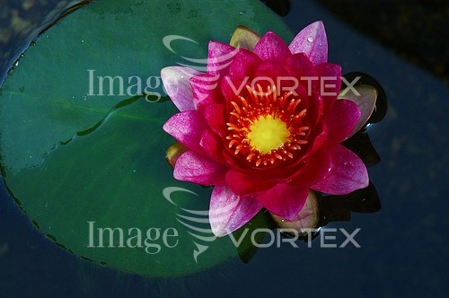 Flower royalty free stock image #668930546