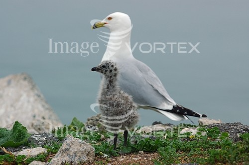 Bird royalty free stock image #670892378