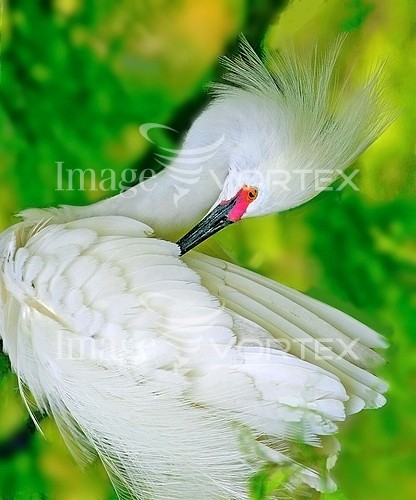 Bird royalty free stock image #679258518