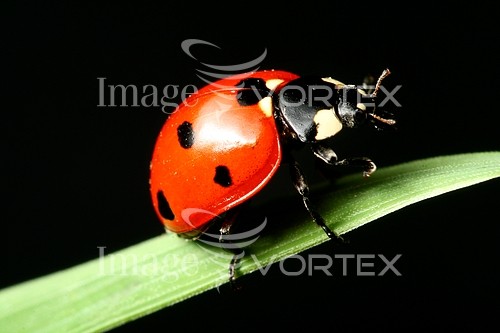 Insect / spider royalty free stock image #687343414