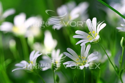 Flower royalty free stock image #689440909