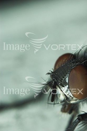Insect / spider royalty free stock image #693799054
