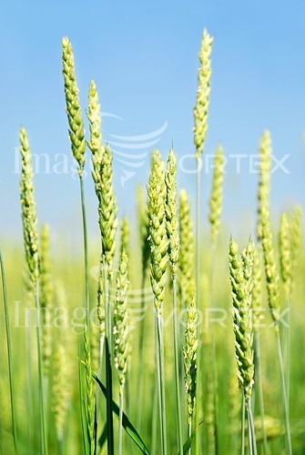 Industry / agriculture royalty free stock image #693608277