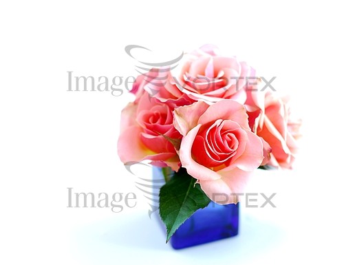 Flower royalty free stock image #697280978