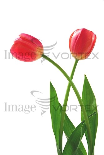 Flower royalty free stock image #697155921