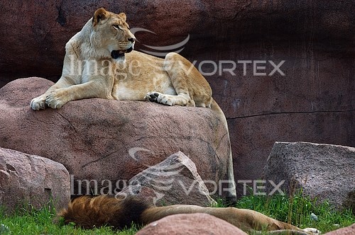 Animal / wildlife royalty free stock image #700058887
