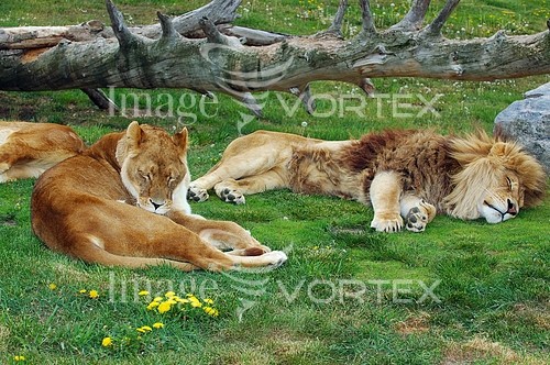 Animal / wildlife royalty free stock image #701334715