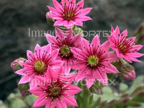 Flower royalty free stock image #703013081