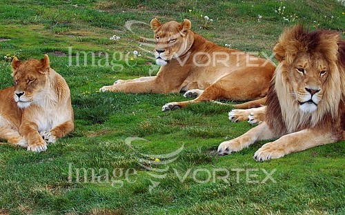 Animal / wildlife royalty free stock image #706178761