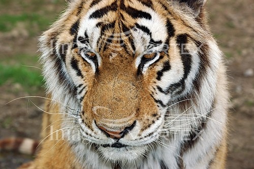 Animal / wildlife royalty free stock image #706583189