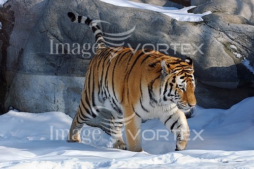 Animal / wildlife royalty free stock image #709676429