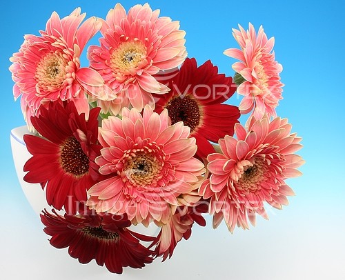 Flower royalty free stock image #714280610