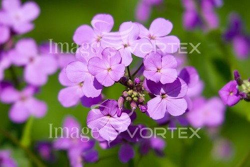 Flower royalty free stock image #714264782