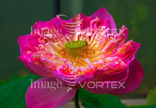 Flower royalty free stock image #715386407