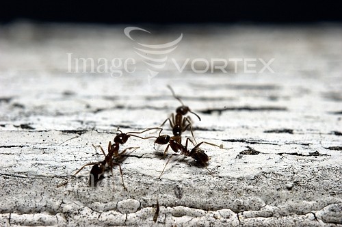 Insect / spider royalty free stock image #718470330