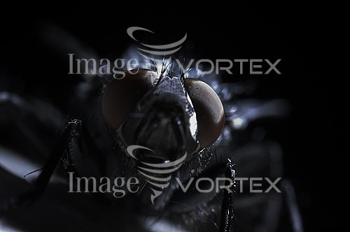 Insect / spider royalty free stock image #719254815