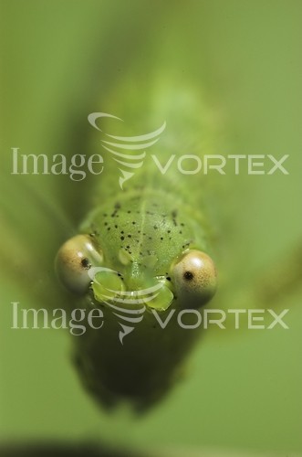 Insect / spider royalty free stock image #719169616