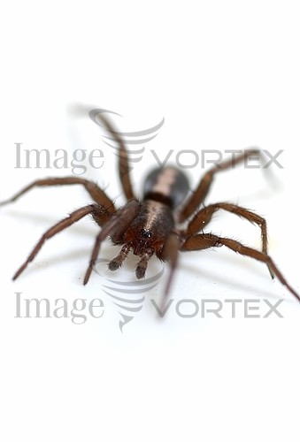 Insect / spider royalty free stock image #719469616