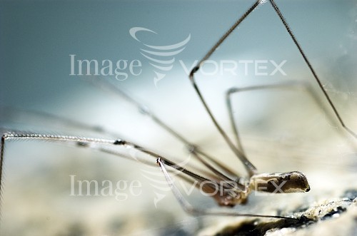 Insect / spider royalty free stock image #719334904