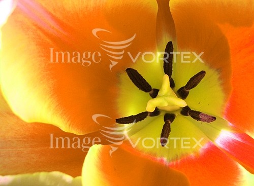 Flower royalty free stock image #720381993