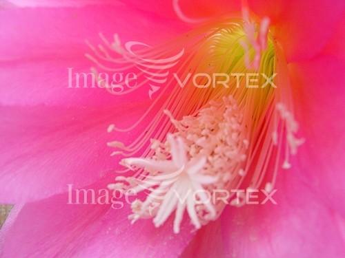 Flower royalty free stock image #721063515