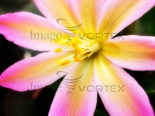 Flower royalty free stock image #721473862