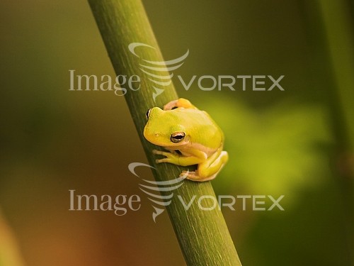 Animal / wildlife royalty free stock image #728079841