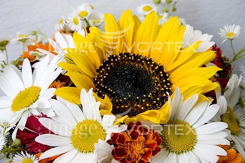 Flower royalty free stock image #729710837