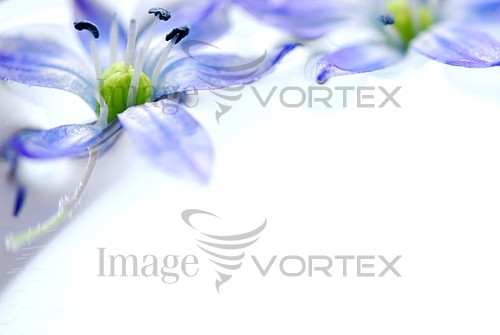 Flower royalty free stock image #729459813