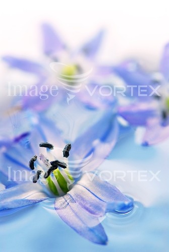 Flower royalty free stock image #729529422