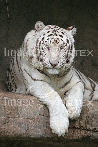 Animal / wildlife royalty free stock image #734005710