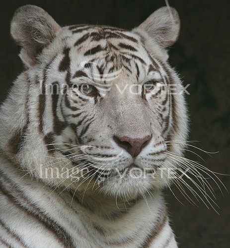 Animal / wildlife royalty free stock image #734998357