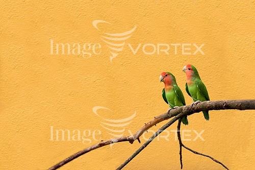 Bird royalty free stock image #739915192