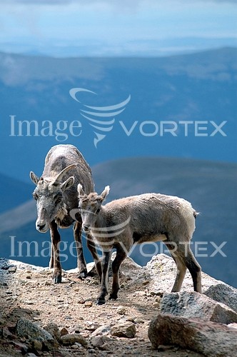 Animal / wildlife royalty free stock image #740090160