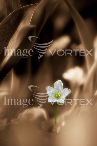 Flower royalty free stock image #741425493