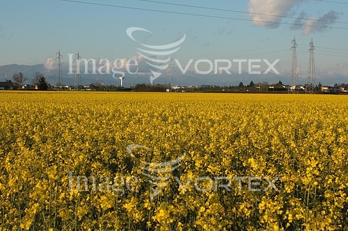 Industry / agriculture royalty free stock image #745310203