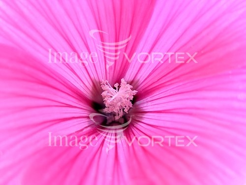 Flower royalty free stock image #746153244