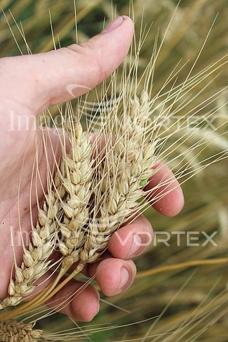 Industry / agriculture royalty free stock image #746015755