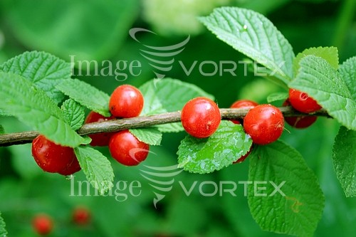 Industry / agriculture royalty free stock image #749223849