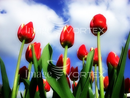 Flower royalty free stock image #750655960